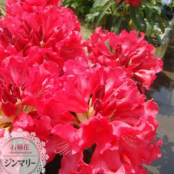 南蛮焼締　蓮葉形　蓮花蛙象嵌　掛け花生　合せ箱付　V　R7084 南蛮焼締 蓮葉形 蓮花蛙象嵌 掛け花生 合せ箱付 V R7084