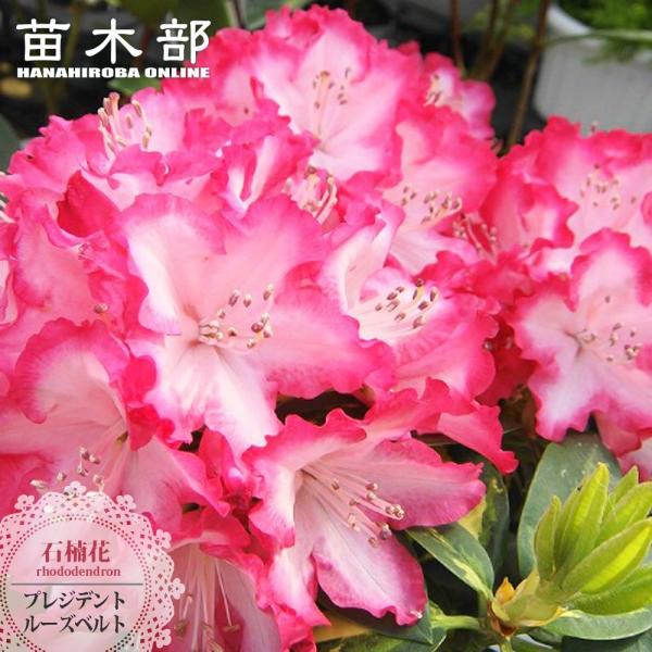 ●品種の特徴ストロベリーレッドと白の花色で、ピンクにも見えます。石楠花（しゃくなげ）は、その花の華やかさや美しさから世界中の人々に愛され、数多くの交配が行われてきた花木です。世界各地で品種改良が行われ、5,000を超える園芸品種が作出されて...