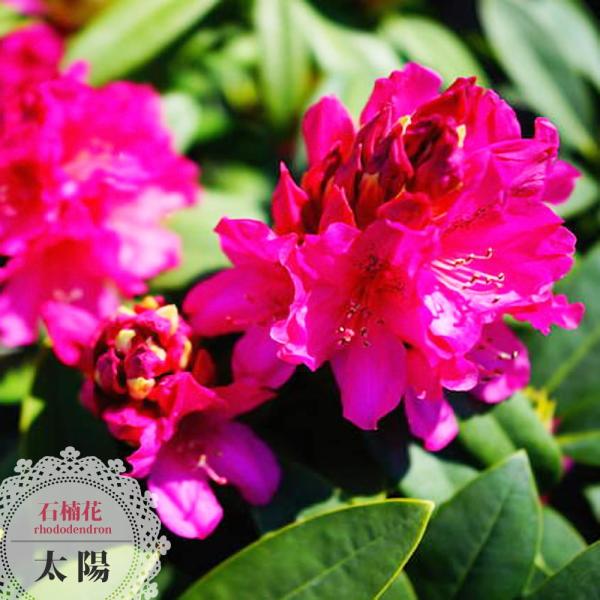 西洋シャクナゲ 太陽 5号鉢植え : 苗木部 花ひろばオンライン - 通販