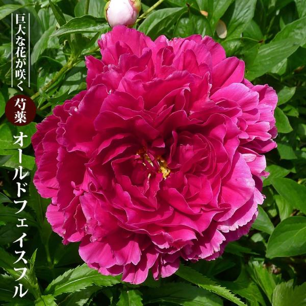 hanahirobaonline_shakuyaku-