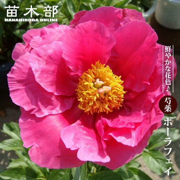 芍薬 ポーラフェイ 6号スリット鉢植え 爆買いweek : 苗木部 花ひろば