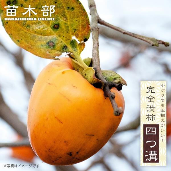 柿の苗木 四つ溝 完全渋柿 1年生接木苗 予約販売11〜12月頃入荷予定