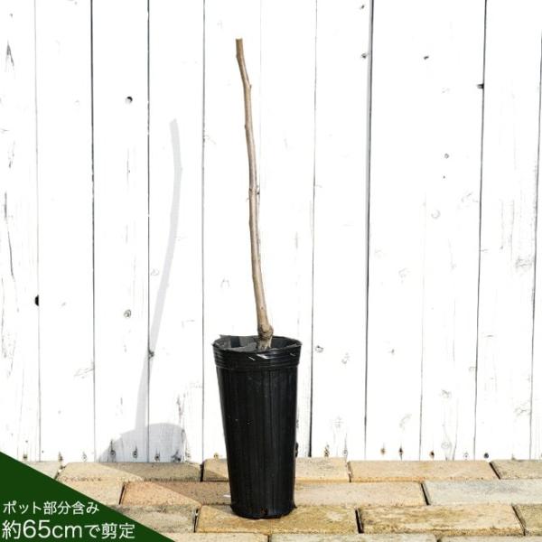 柿苗木渋柿蜂屋柿1年生接ぎ木苗果樹果樹 Buyee Buyee 提供一站式最全面最專業現地yahoo Japan拍賣代bid代拍代購服務bot Online