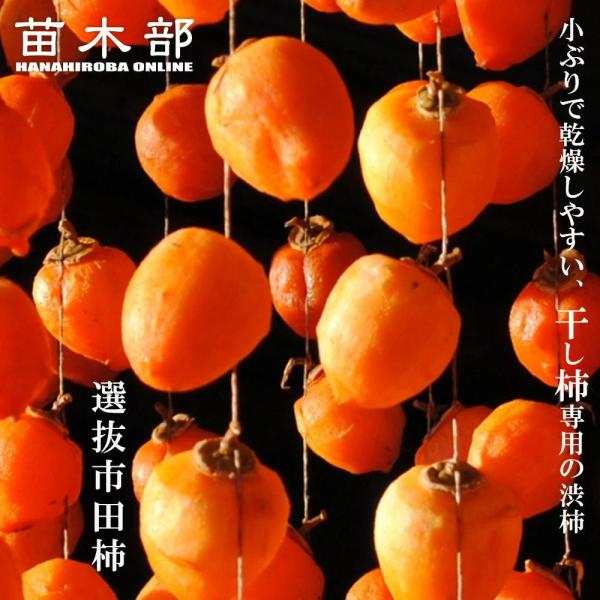 ●品種の特徴長野県の特産。大きさは100g位の実がなります。小さめの果実は干し柿でも乾燥が早く、極上の干し柿が出来ます。 果実の形は長円形。溝がないのでむきやすい。肉質緻密でやわらかいです。11月上旬に成熟する中生の渋柿です。さわし柿にも優...