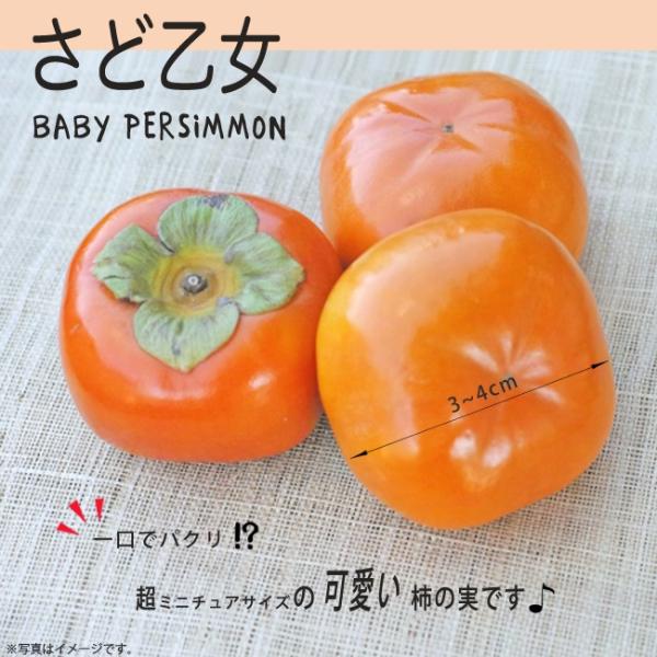 広葉樹の柿  玉切りしました。 国華園オンラインショップ / 果樹苗 カキ 特選渋柿セット 2種2株