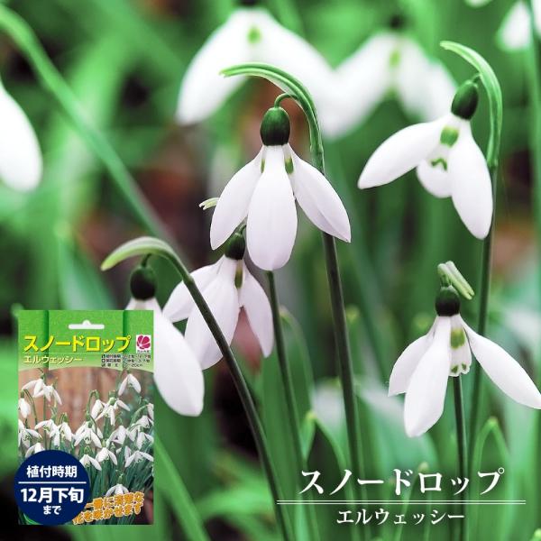 hanahirobaonline_snowdrop-001-01