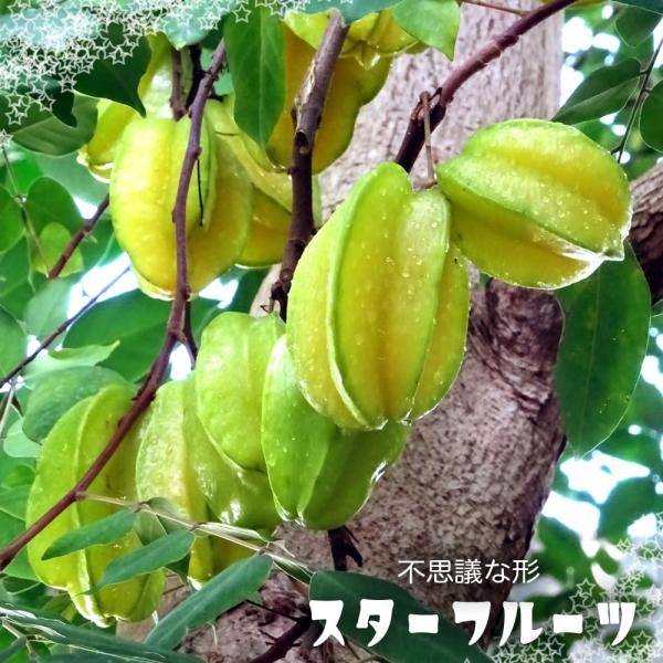 hanahirobaonline_starfruit-002
