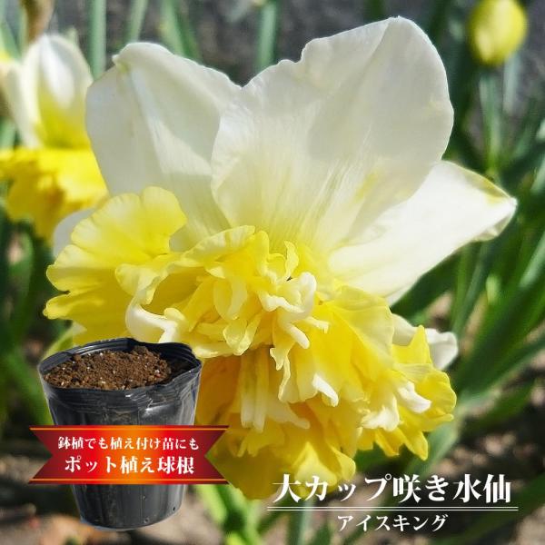 球根 水仙 Diy 工具の人気商品 通販 価格比較 価格 Com