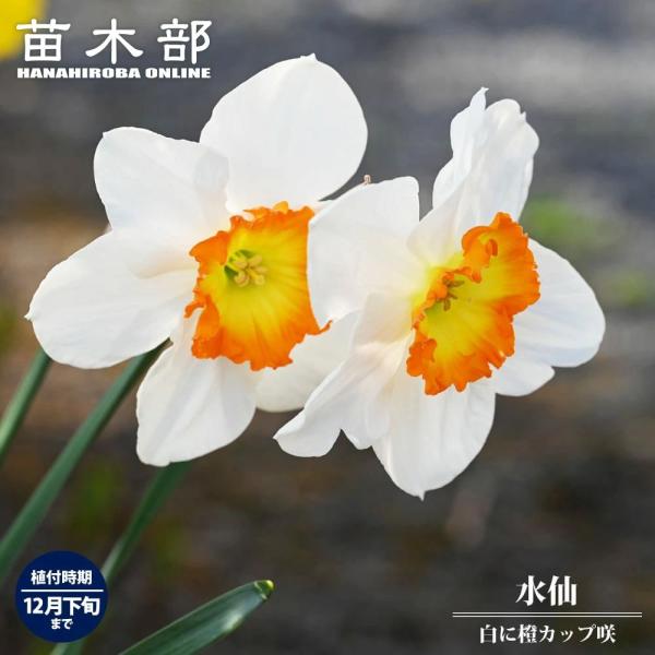 hanahirobaonline_suisen-shiro-01