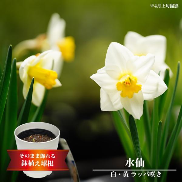 hanahirobaonline_suisen-shiro-