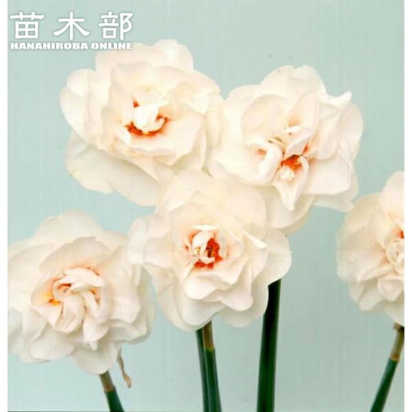 hanahirobaonline_suisen-shiro-