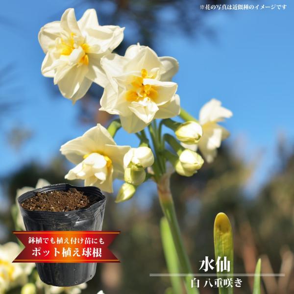 球根 水仙 球根 農業資材 ガーデニング用品の人気商品 通販 価格比較 価格 Com
