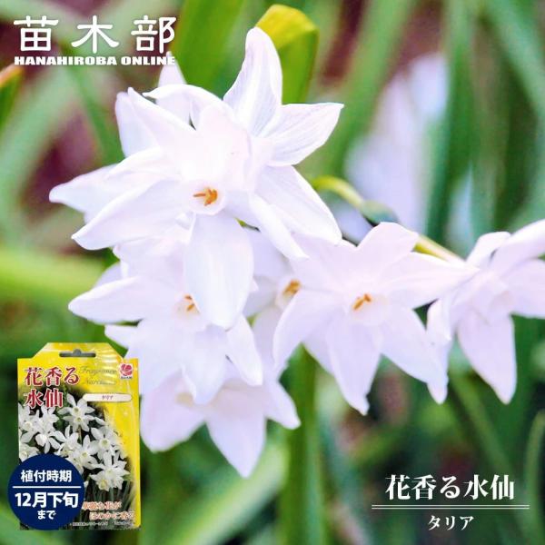 hanahirobaonline_suisen-taria-01