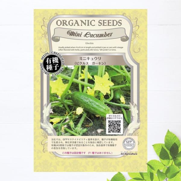 有機キュウリ　鮮緑キュウリ　有機栽培　有機種子　自然栽培　キュウリ　抜き苗　2つ 有機キュウリ 鮮緑キュウリ 有機栽培 有機種子 自然栽培 キュウリ 抜き