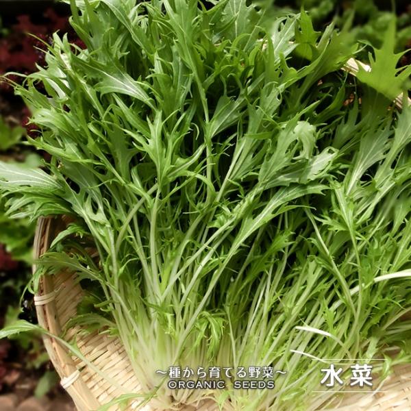 水菜商品 有機種子 水菜 Sサイズ 1.2g（約550粒） 種蒔時期 3〜6月、9〜10月 爆