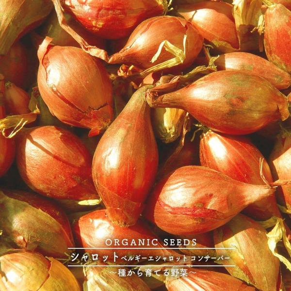 有機種子 シャロット 種 ベルギーエシャロット コンサーバー S ネコポス可 Buyee Buyee 提供一站式最全面最專業現地yahoo Japan拍賣代bid代拍代購服務 Bot Online