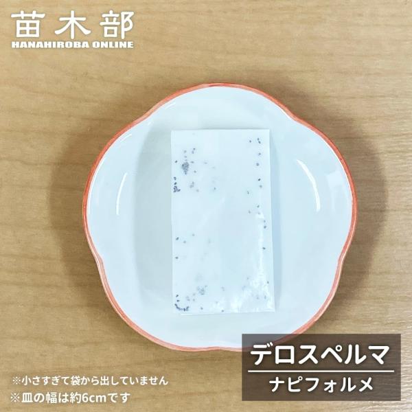 コーデックスの種子10粒 デロスペルマ ナピフォルメ 多肉植物 Delosperma napiforme