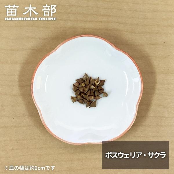 コーデックスの種子10粒 ボスウェリア・サクラ Boswellia sacra