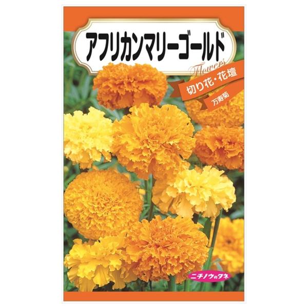 たね　マリーゴールド　アフリカントール　背丈が高い 花の大きさや草丈を知って自分好みのマリーゴールドを探そう！｜種