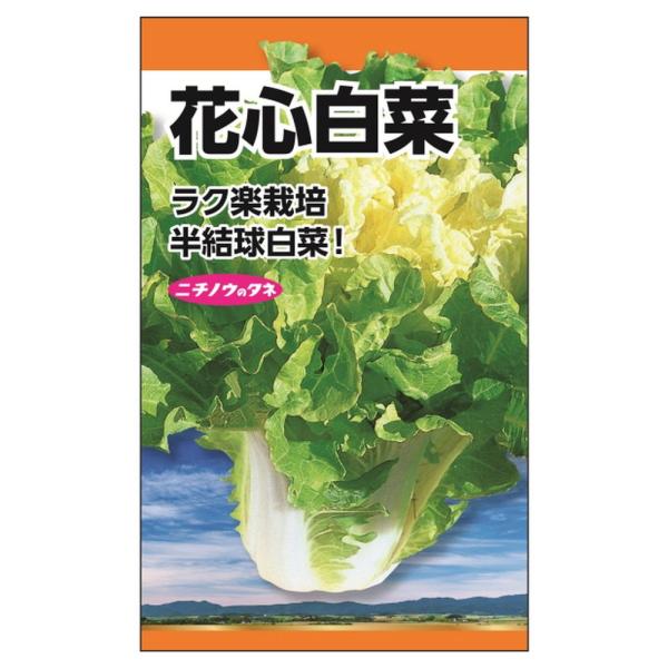 白菜 花心白菜 種・小袋 （6ml） 固定種