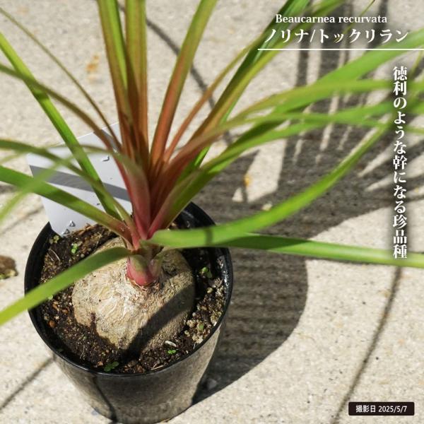 トックリラン ノリナ ポニーテール ノリナ トックリラン （ポニーテール） 3.5号ポット苗 : 苗木部