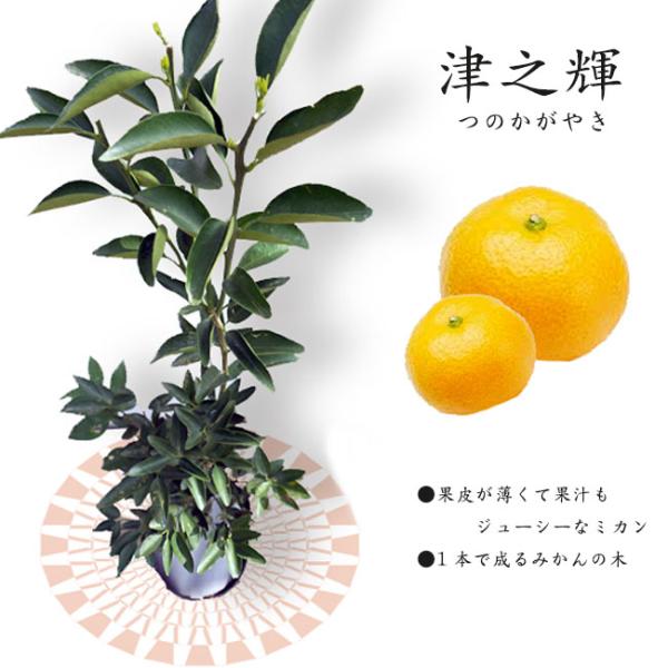 hanahirobaonline_tsunokagayaki