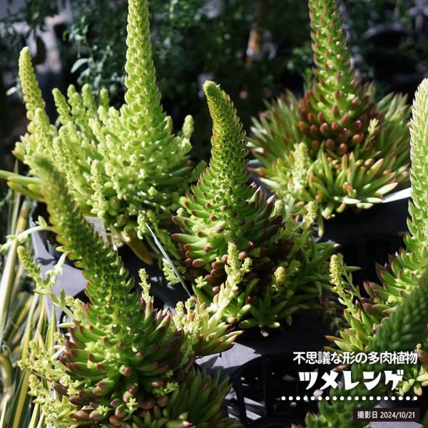 ツメレンゲ 多肉植物 観葉植物 3.5号ポット