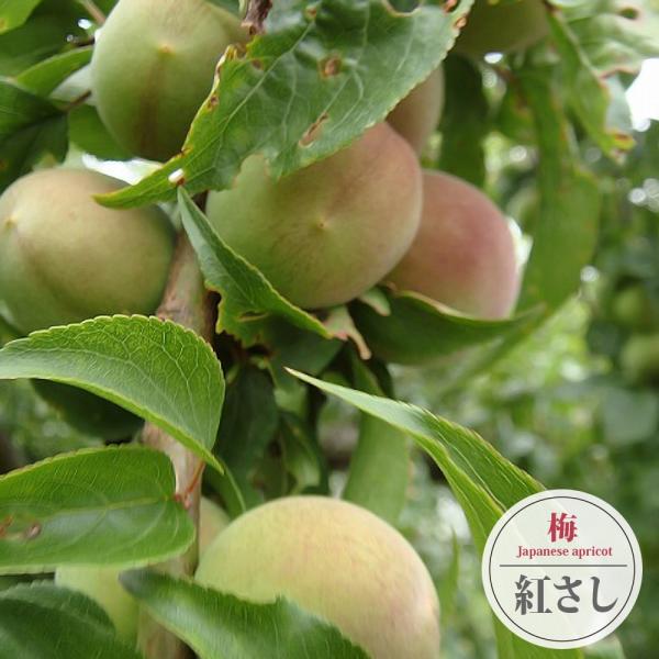 梅 鉢植えの人気商品 通販 価格比較 価格 Com