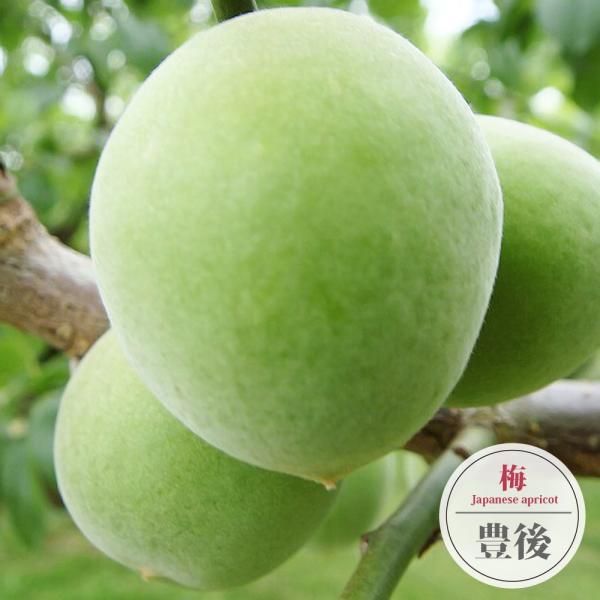 梅の苗木 豊後梅 実梅 うめ 2年生接木苗 ロングスリット 鉢植え 限定販売 予約販売10〜11月頃入荷予定 | 苗木部 花ひろばオンライン ...