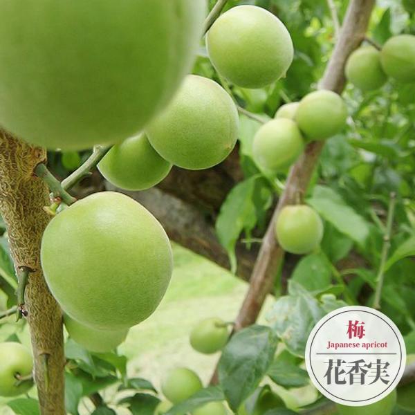 花香実 はなかみ 実梅 うめ 1年生 接ぎ木 苗木 Buyee Buyee Japanese Proxy Service Buy From Japan Bot Online