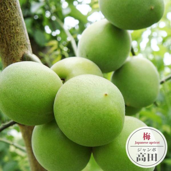 ●品種の特徴ジャンボ高田は、福島県会津高田町で古くから栽培されていた「高田梅（たかだうめ）」の大玉系を選抜した品種です。梅漬に最適な60gの大梅。梅酒にも適しています。100g（ゴルフボール大）に達するものも出来ます。果肉が厚く、種が小さく...
