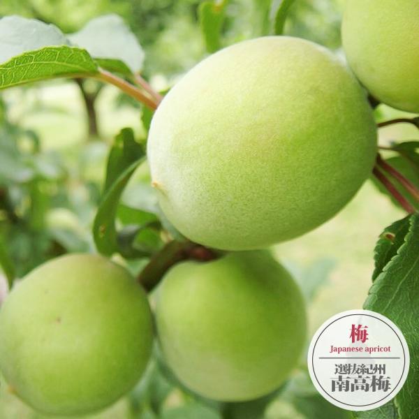 ●品種の特徴梅干用最高品種。選抜紀州南高梅（せんばつきしゅうなんこうばい）は、ウメの中でも作りやすく豊産です。人気No.1の南高梅（なんこううめ）の中から、特に種が小さく実の割合が多い枝を選抜。非常に大粒な果実は果肉が厚く大変やわらかい最高...