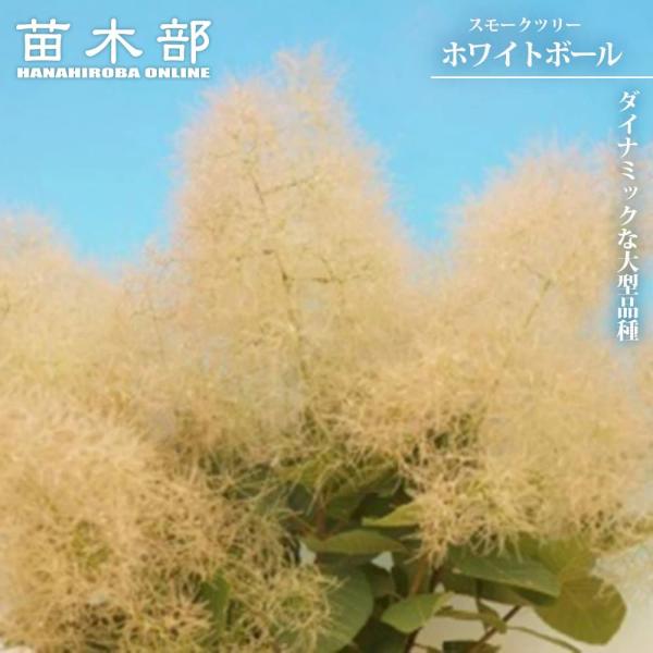 スモークツリー ホワイトボール 3号ポット苗 : 苗木部 花ひろば
