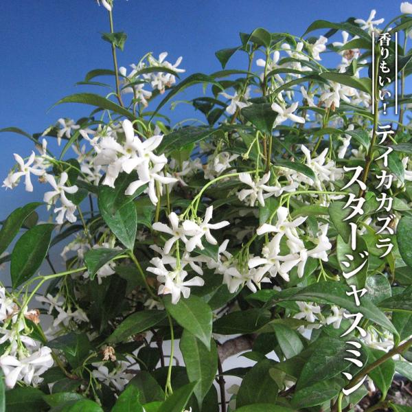 ●品種の特徴テイカカズラ「スタージャスミン」はジャスミンに似た爽やかて強い芳香がある純白花を咲かせる人気品種です。初夏に咲く白花が涼し気です。ジャスミンの名を持ちますが、ジャスミンとは別種でジャスミンの仲間ではありません。花には毒があるので...