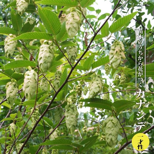 ●品種の特徴若木のうちから花や実がつきやすい一才性品種のカナシデです。小さく仕立てて盆栽でも楽しめます。シデ「四手」とは神社の玉串や注連縄に付ける紙で作った飾りのことで、果実につく葉状の果苞の形が似ていることからその名前が付けられました。葉...