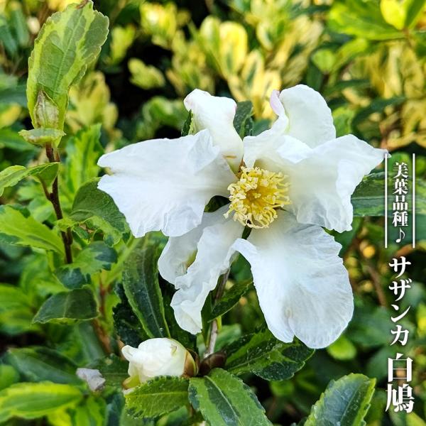 ●品種の特徴「白鳩」は中国原産の椿で、日本ではアメリカ経由で1960年ごろに渡来したとされています。花が満開の時には、白い鳥が木全体にとまって見えることから白鳩と命名されました。別名のフラテルナは「兄弟のような」という意味があるそうです。中...