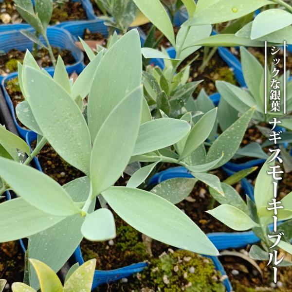 ●品種の特徴「スモーキーブルー」は、シックな銀葉が特徴的な品種です。ナギは、熊野神社系ではご神木とされており、葉は葉脈の方向に引っ張ってもなかなか切れないことから、縁結びや夫婦円満の木としても崇められています。ツバキのような楕円形の葉をして...