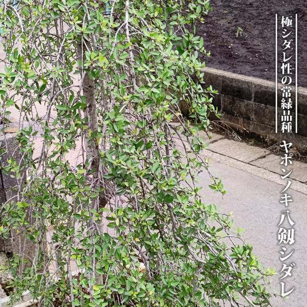●品種の特徴ヤポンノキの極シダレ性品種です。 パラソルを閉じたような樹形で狭い空間にも植栽しやすい オス木。強い枝垂れ性から樹形が両刃の剣に見えることから命名されました。「ヤポンノキ」は、アメリカ南東部原産で、樹姿は日本のイヌツゲに似ていま...