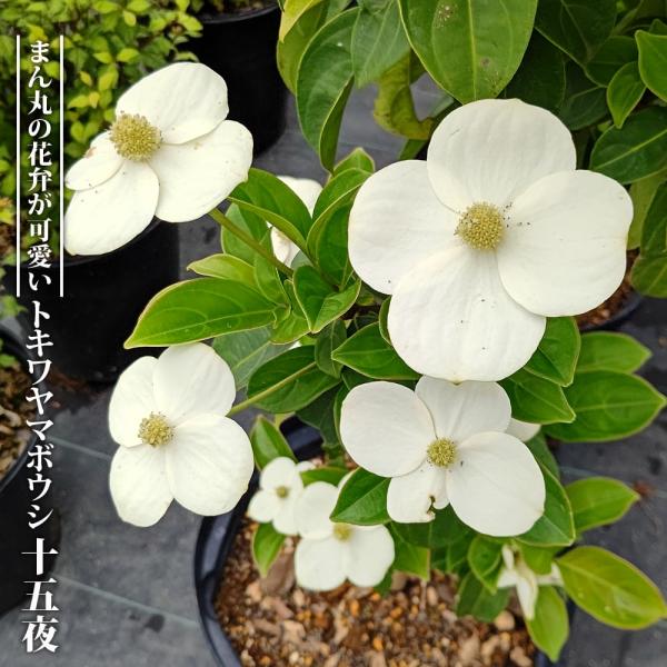 hanahirobaonline_value691-v