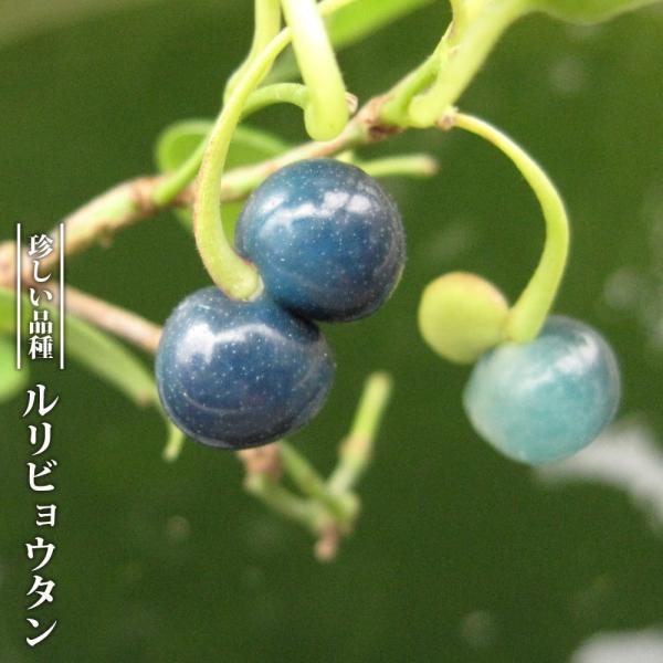 ●品種の特徴果実は２つ連なったおもしろい形で１０月頃から、緑 → 水色 → 青 と色が変化します。ルリビョウタンの果実は食用としての安全性が不明なので、食べないほうがよいです。ルリビョウタンは瑠璃瓢箪と書き、その名の通り瑠璃色の瓢箪のような...
