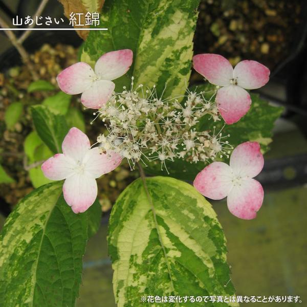 hanahirobaonline_value702-v