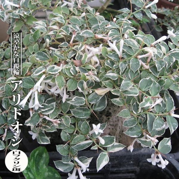 ●品種の特徴アオリドシ「白フクリン斑」は、深緑の葉に明るいクリーム色のフクリン斑が入る美葉品種です。一年を通じて美しい葉が楽しめます。白い花は見たことがあるのですが、実を付けた姿を親木でも見たことがありません。何人か知っていそうな人にも聞い...