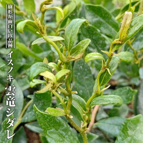 ●品種の特徴イスノキ「雲竜シダレ」は、樹形が奇想天外に育つ面白い品種です。日本のイスノキは関西以西の地域では、生垣や防風林でよく見かける樹木です。地域によって様々な呼び方があり、イボノキ、イス、ユスノキ、ユシギ、ユシノキ、クシノキ、ヒョンノ...