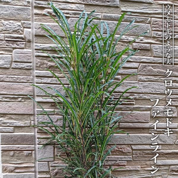 ●品種の特徴「ファインライン」はウメモドキのような実を付けるクロウメモドキの一種で、細い葉と直立性の樹形がとてもスタイリッシュな期待の新品種です。実は赤色です。ウメモドキのような形の実をつけることから「クロウメモドキ」と命名されていますが、...