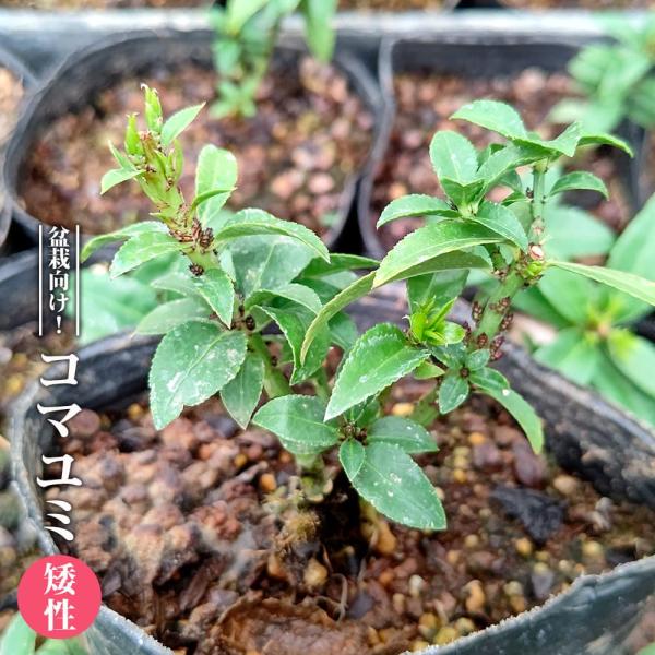 コマユミ 株立ち 3m