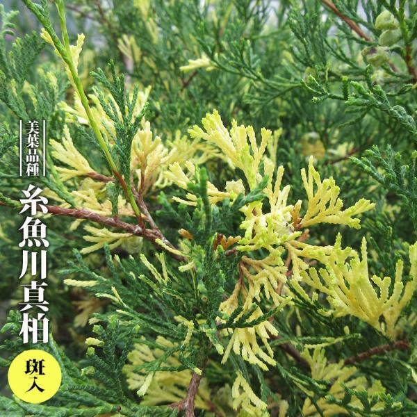 ●品種の特徴糸魚川真柏（斑入）は、人気の糸魚川真柏（いといがわしんぱく）の葉に黄色い斑が入る珍品種です。糸魚川の真柏は、葉が色鮮やかで短く分岐しています。葉や枝の間延びも少なく大型、小型どちらの盆栽でもバランスよく仕立てられる盆栽におすすめ...