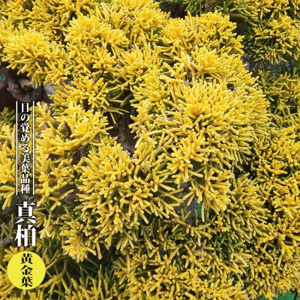 ●品種の特徴真柏（黄金葉）は、新芽が鮮やかな黄金葉になる珍品種です。盆栽として一般的に知られている樹種です。「真柏」という名前は盆栽界の呼び名で、伊吹（イブキ）の仲間の深山柏槇（ミヤマビャクシン）のことを指します。深山柏槇を盆栽として育てた...