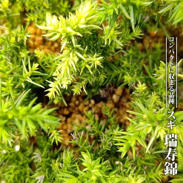 ●品種の特徴スギ「瑞寿錦」は、八房杉の瑞寿に黄掃込斑が入る珍しい美葉品種です。八房杉の瑞寿は普通種に比べて葉が短く節間もしまってできるのが特徴で、盆栽にもおすすめです。スギ（杉）は、日本各地の山地などに自生している日本固有種です。 木材とし...