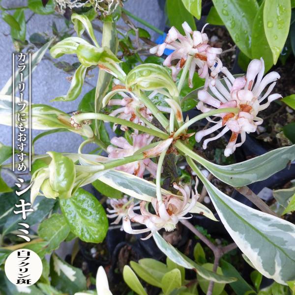 ●品種の特徴シキミ「白フクリン斑」は、葉に鮮やかな白いフクリン斑が入る美葉品種です。シキミは枝や葉に芳香のある常緑の樹木で、3月から4月に花を咲かせます。枝葉が密生し、萌芽性に優れているため、生垣にも適しており、剪定時には豊かな香りも楽しめ...