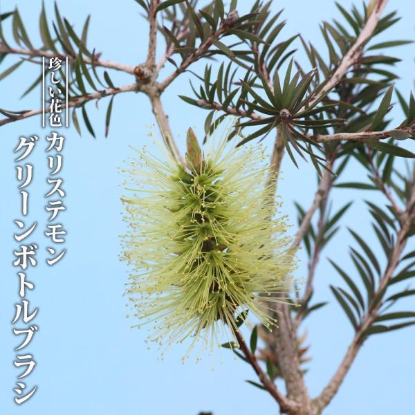 ●品種の特徴グリーンボトルブラシは、金宝樹の中ではとがった小さな葉を持つコンパクト品種で、珍しい爽やかな薄緑色の花がとても魅力的です。長さ5cm、直径3.5ｃｍの小ぶりの花を咲かせます。キンポウジュ（金宝樹）は花の形がビンを洗うブラシに似て...